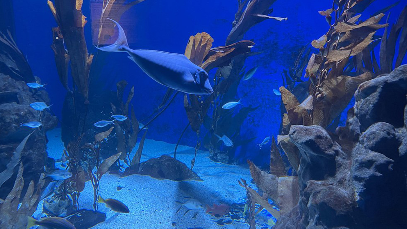 Acquario di Cattolica web